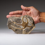 Genuine Ophiuroidea Brittle Star Fossil // v1