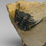 Genuine Hollardops Trilobite Fossil from Ofaten, Morocco