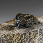 Psychopyge Trilobite on Matrix from Morocco