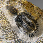 Psychopyge Trilobite on Matrix from Morocco