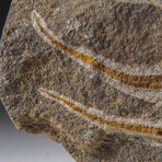 Genuine Ophiuroidea Brittle Star Fossil // v1