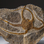 Genuine Ophiuroidea Brittle Star Fossil // v1