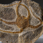 Genuine Ophiuroidea Brittle Star Fossil // v1
