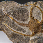 Genuine Ophiuroidea Brittle Star Fossil // v1