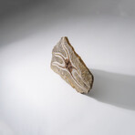 Genuine Ophiuroidea Brittle Star Fossil // 3.5 lbs