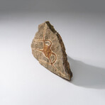 Genuine Ophiuroidea Brittle Star Fossil // v2