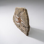 Genuine Ophiuroidea Brittle Star Fossil // 3.5 lbs