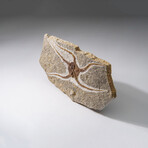 Genuine Ophiuroidea Brittle Star Fossil // 3.5 lbs