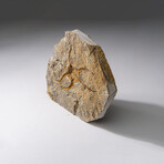 Genuine Ophiuroidea Brittle Star Fossil // v3