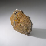 Genuine Ophiuroidea Brittle Star Fossil // v4