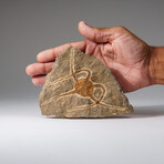 Genuine Ophiuroidea Brittle Star Fossil // v2