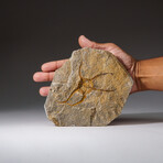 Genuine Ophiuroidea Brittle Star Fossil // v3