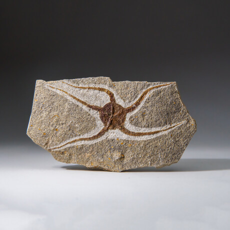 Genuine Ophiuroidea Brittle Star Fossil // 3.5 lbs