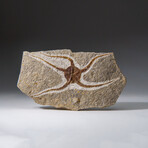 Genuine Ophiuroidea Brittle Star Fossil // 3.5 lbs