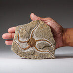 Genuine Ophiuroidea Brittle Star Fossil // 3.5 lbs