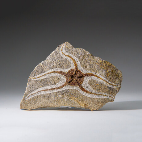 Genuine Ophiuroidea Brittle Star Fossil // 3.5 lbs