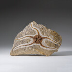 Genuine Ophiuroidea Brittle Star Fossil // 3.5 lbs