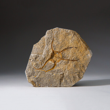 Genuine Ophiuroidea Brittle Star Fossil // v3