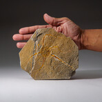 Genuine Ophiuroidea Brittle Star Fossil // v4