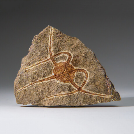 Genuine Ophiuroidea Brittle Star Fossil // v2