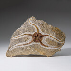 Genuine Ophiuroidea Brittle Star Fossil // 3.5 lbs