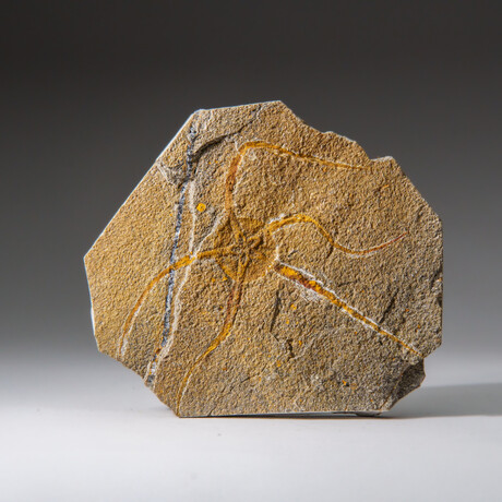 Genuine Ophiuroidea Brittle Star Fossil // v4