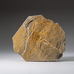 Genuine Ophiuroidea Brittle Star Fossil // v4