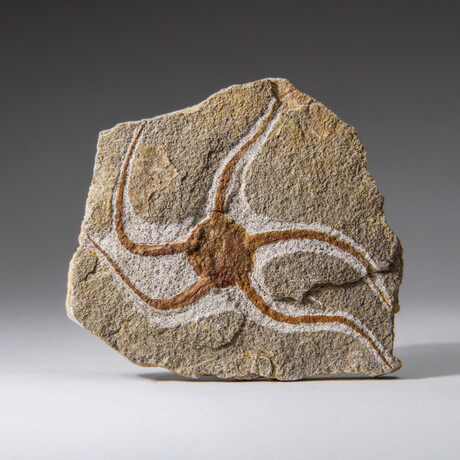 Genuine Ophiuroidea Brittle Star Fossil // 3.5 lbs