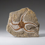 Genuine Ophiuroidea Brittle Star Fossil // 3.5 lbs