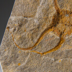 Genuine Ophiuroidea Brittle Star Fossil // v3