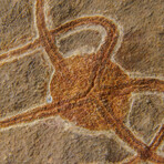 Genuine Ophiuroidea Brittle Star Fossil // v2