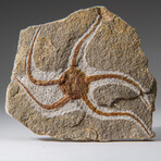 Genuine Ophiuroidea Brittle Star Fossil // 3.5 lbs