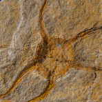 Genuine Ophiuroidea Brittle Star Fossil // v3