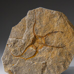 Genuine Ophiuroidea Brittle Star Fossil // v3