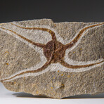 Genuine Ophiuroidea Brittle Star Fossil // 3.5 lbs