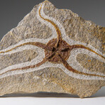 Genuine Ophiuroidea Brittle Star Fossil // 3.5 lbs