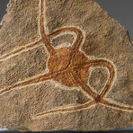 Genuine Ophiuroidea Brittle Star Fossil // v2