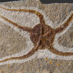 Genuine Ophiuroidea Brittle Star Fossil // 3.5 lbs