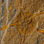 Genuine Ophiuroidea Brittle Star Fossil // v4