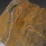 Genuine Ophiuroidea Brittle Star Fossil // v4