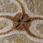 Genuine Ophiuroidea Brittle Star Fossil // 3.5 lbs
