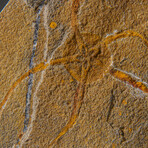 Genuine Ophiuroidea Brittle Star Fossil // v4