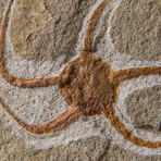 Genuine Ophiuroidea Brittle Star Fossil // 3.5 lbs