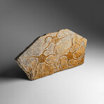 Genuine Ophiuroidea Brittle Star Fossil // 3.5 lbs