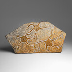Genuine Ophiuroidea Brittle Star Fossil // 3.5 lbs