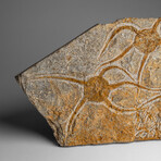 Genuine Ophiuroidea Brittle Star Fossil // 3.5 lbs