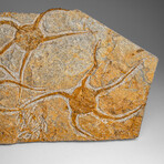 Genuine Ophiuroidea Brittle Star Fossil // 3.5 lbs
