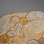 Genuine Ophiuroidea Brittle Star Fossil // 3.5 lbs