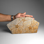 Genuine Ophiuroidea Brittle Star Fossil // 3.5 lbs