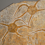 Genuine Ophiuroidea Brittle Star Fossil // 3.5 lbs